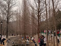 -白水寺森林公园