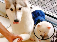 -怪兽屋·羊驼·猫咖·狗咖(俊华广场店)