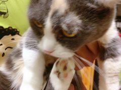 -集宠猫柠宠物生活馆