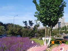-北京东方普罗旺斯薰衣草庄园