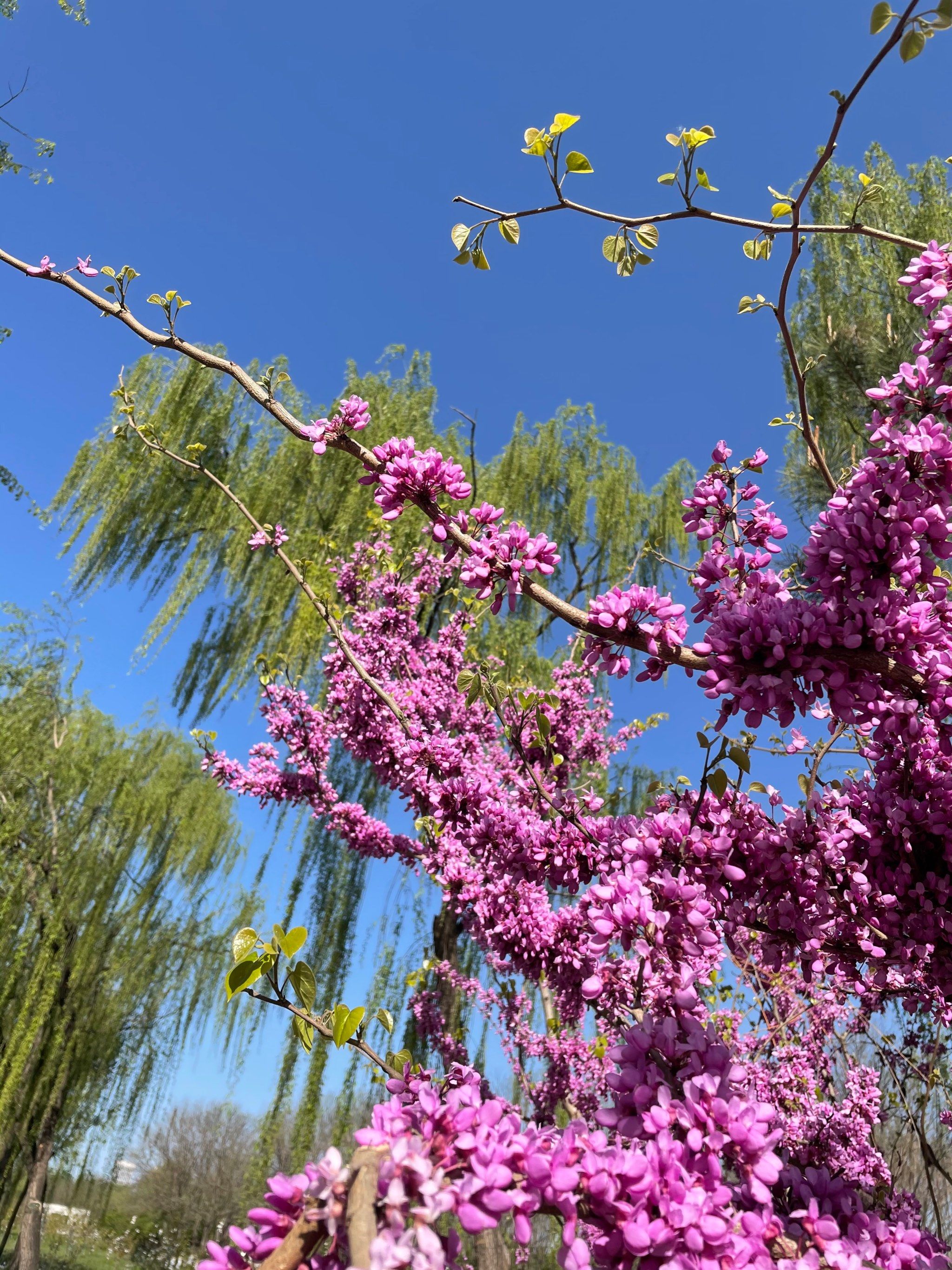 京城梨园里比梨花更抢眼的一片油菜花海～东