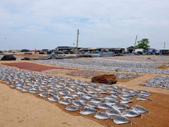 -尼甘布海鲜市场