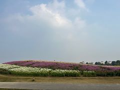 -径山花海