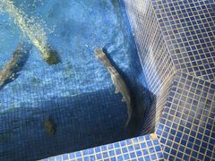 -鸿渡渔庄·特色鸭咀鱼