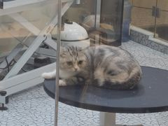-momokira米努特·德文卷毛猫·棉花面纱犬