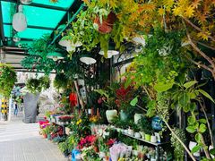 -溪岸路花鸟市场