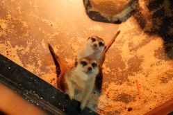 -未来动物城主题公园(正弘城店)