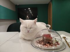 -飞行喵MR PILOT|猫舍·猫咖(静安大融城店)