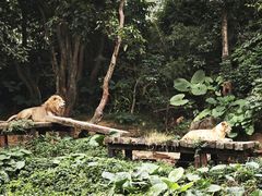 -广州长隆野生动物世界