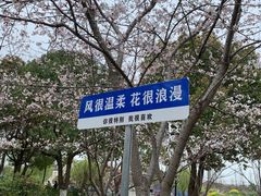 -高东镇樱花园