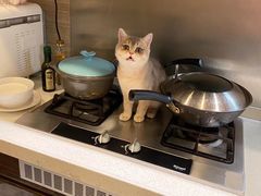 -东方名猫馆·英短金渐层布偶猫舍(环线广场1号楼店)