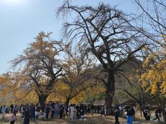 -千年银杏谷文化旅游区