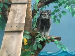 -青藏高原野生动物园