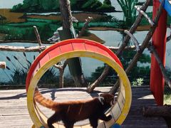 -西霞口神雕山野生动物世界