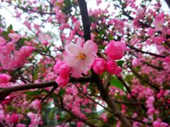-武汉大学-樱园