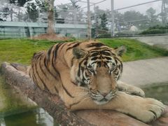 -西霞口神雕山野生动物世界