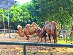 -广东茂名森林公园