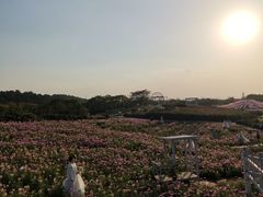 -大塘金香草谷