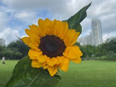 -深圳龙潭公园