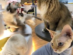 -COLOR PETS 撸猫馆·购猫·猫咖(长风大悦城店)