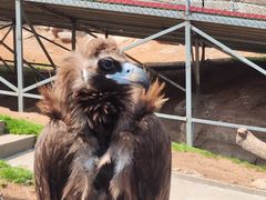 -西霞口神雕山野生动物世界