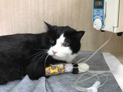 -北京观赏动物医院·24小时大型综合·猫专科·异宠专科