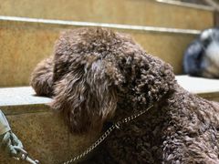 -more than meow吴止猫主题餐厅(承德 中船汇店)