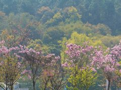 -南丹山森林王国
