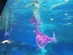 -海合安成都极地海洋公园