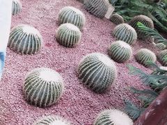 -呀路古热带植物园