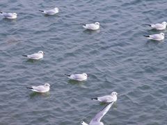 -琴岛之星摩天轮