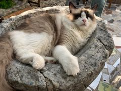 -喵屿·大理花园猫咖