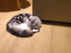 -猫腻·猫咖·撸猫馆(星光大道店)