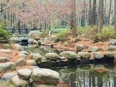 -上海共青森林公园