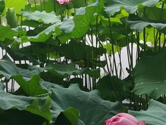 -陈家山荷花公园