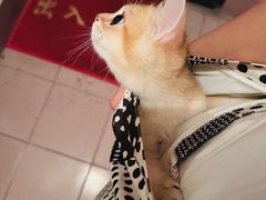 -动物缘宠物医院·骨科·猫科(西二环店)