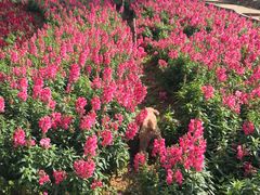 -松山湖梦幻百花洲