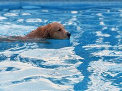 -爪吧宠物乐园 (温榆河示范区店)