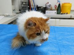 -达爱动物医院·犬猫分区·CT·复杂眼科(远洋山水分院)