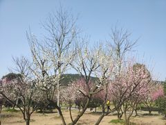 -香雪海