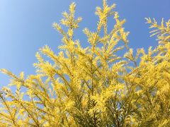 -南国桃园旅游度假区