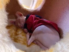 -藏猫猫咖啡主题馆(中央大道店)