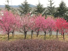 -灵山莲花公园-温泉度假区