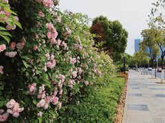 -天鹅湖体育公园