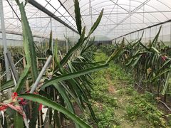 -洪湖家庭农场·团建·露营·会议