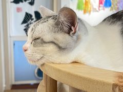 -有喵·猫咖·狗咖·30几只猫10只小狗(岗厦店)