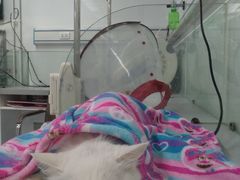 -达爱动物医院·犬猫分区·CT·复杂眼科(远洋山水分院)