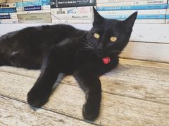 -猫的天空之城概念书店(丽江古城饮玉巷店)