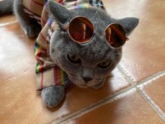 -lincat·猫舍(广州店)