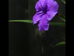 -黎里古镇